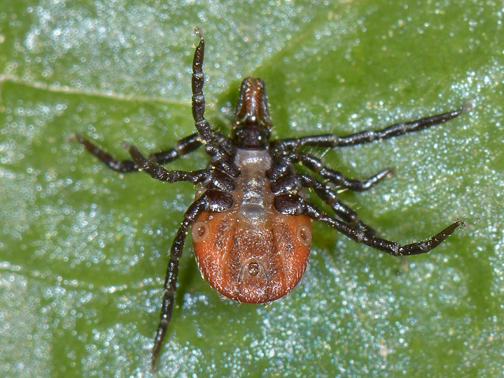 Una zecca sul braccio:  Ixodes cfr. ricinus, femmina